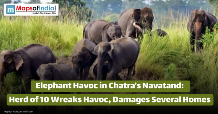A herd of elephants walking through tall grass in Navatand, Chatra, Jharkhand, as highlighted in the news headline about elephant havoc damaging several homes.
