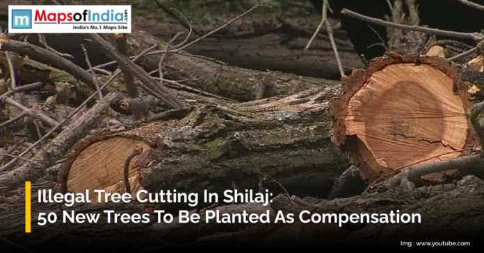 Cut-down tree trunks and branches lying on the ground in Shilaj after illegal tree cutting, with authorities ordering 50 new trees to be planted as compensation.