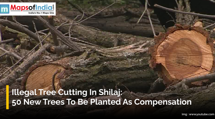 Illegal Tree Cutting in Shilaj: 50 New Trees to Be Planted as Compensation Cut-down tree trunks and branches lying on the ground in Shilaj after illegal tree cutting, with authorities ordering 50 new trees to be planted as compensation.