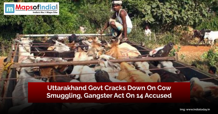 Truck carrying cows intercepted as Uttarakhand government intensifies crackdown on cow smuggling under the Gangster Act.