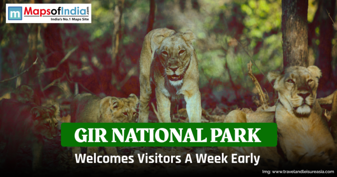 A pride of Asiatic lions rests and walks through the forest at Gir National Park in Gujarat, India. The image announces that the park has reopened for visitors a week earlier than scheduled, featuring a green banner with the text “Gir National Park Welcomes Visitors A Week Early” and the Maps of India logo at the top left corner.
