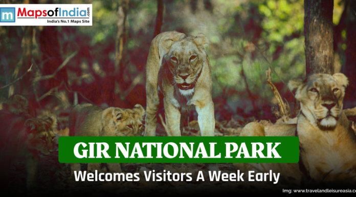 Gir National Park Welcomes Visitors a Week Early A pride of Asiatic lions rests and walks through the forest at Gir National Park in Gujarat, India. The image announces that the park has reopened for visitors a week earlier than scheduled, featuring a green banner with the text “Gir National Park Welcomes Visitors A Week Early” and the Maps of India logo at the top left corner.