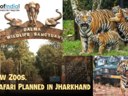 Entrance of Dalma Wildlife Sanctuary with elephants sculpture, images of tigers and cubs, and safari jeeps, highlighting the plan for two new zoos and a tiger safari in Jharkhand.