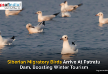 Siberian Migratory Birds Arrive at Patratu Dam, Boosting Winter Tourism A group of Siberian migratory birds floating on the calm waters of Patratu Dam, with a Maps of India logo and a caption highlighting their arrival and impact on winter tourism.