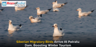 Siberian Migratory Birds Arrive at Patratu Dam, Boosting Winter Tourism A group of Siberian migratory birds floating on the calm waters of Patratu Dam, with a Maps of India logo and a caption highlighting their arrival and impact on winter tourism.