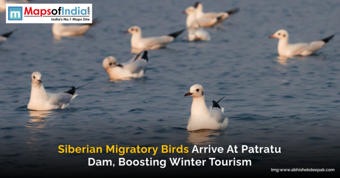 Siberian Migratory Birds Arrive at Patratu Dam, Boosting Winter Tourism A group of Siberian migratory birds floating on the calm waters of Patratu Dam, with a Maps of India logo and a caption highlighting their arrival and impact on winter tourism.