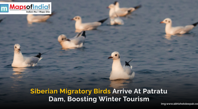 Siberian Migratory Birds Arrive at Patratu Dam, Boosting Winter Tourism A group of Siberian migratory birds floating on the calm waters of Patratu Dam, with a Maps of India logo and a caption highlighting their arrival and impact on winter tourism.