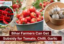 Bihar Farmers Can Get Subsidy for Tomato, Chilli, Garlic Image showing tomatoes, red chillies, and garlic with a headline stating that Bihar farmers can get subsidies for tomato, chilli, and garlic cultivation.