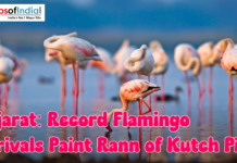 Gujarat: Record Flamingo Arrivals Paint Rann of Kutch Pink A large group of flamingos standing in shallow water at the Rann of Kutch, showcasing their pink plumage during a record seasonal arrival.