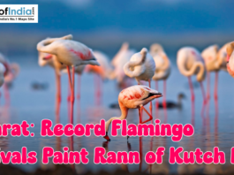 A large group of flamingos standing in shallow water at the Rann of Kutch, showcasing their pink plumage during a record seasonal arrival.