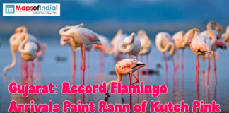 Gujarat: Record Flamingo Arrivals Paint Rann of Kutch Pink A large group of flamingos standing in shallow water at the Rann of Kutch, showcasing their pink plumage during a record seasonal arrival.