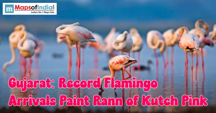 Gujarat record flamingo A large group of flamingos standing in shallow water at the Rann of Kutch, showcasing their pink plumage during a record seasonal arrival.