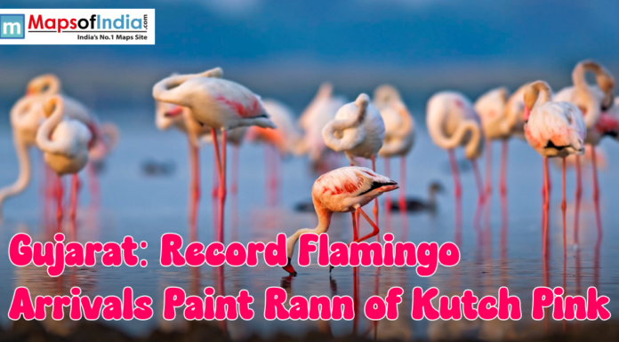 Gujarat: Record Flamingo Arrivals Paint Rann of Kutch Pink A large group of flamingos standing in shallow water at the Rann of Kutch, showcasing their pink plumage during a record seasonal arrival.
