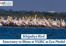 Khijadiya Bird Sanctuary to Shine at VGRC as Eco Model Flock of pelicans gathered on a waterbody at Khijadiya Bird Sanctuary in Gujarat, showcasing rich birdlife as the sanctuary aims to emerge as an eco model at VGRC.