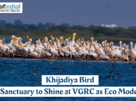 Khijadiya Bird Sanctuary to Shine at VGRC as Eco Model Flock of pelicans gathered on a waterbody at Khijadiya Bird Sanctuary in Gujarat, showcasing rich birdlife as the sanctuary aims to emerge as an eco model at VGRC.
