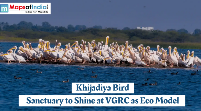 Khijadiya Bird Sanctuary to Shine at VGRC as Eco Model Flock of pelicans gathered on a waterbody at Khijadiya Bird Sanctuary in Gujarat, showcasing rich birdlife as the sanctuary aims to emerge as an eco model at VGRC.