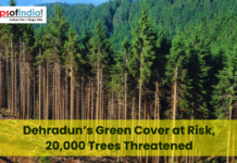 Dehradun’s Green Cover at Risk, 20,000 Trees Threatened Dense forest landscape in Dehradun with tall pine trees and a hillside, overlaid with text “Dehradun’s Green Cover at Risk, 20,000 Trees Threatened” and Maps of India logo in the corner