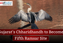 Gujarat’s Chharidhandh to Become Fifth Ramsar Site Bird with wings spread perched over water, with a banner reading “Gujarat’s Chharidhandh to Become Fifth Ramsar Site” and the MapsofIndia logo in the corner.