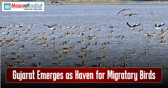 Migratory birds gather in Gujarat, highlighting the state as a bird haven.