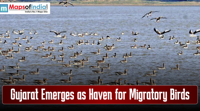Gujarat Emerges as Haven for Migratory Birds Migratory birds gather in Gujarat, highlighting the state as a bird haven.