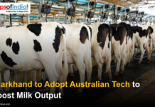 Jharkhand to Adopt Australian Tech to Boost Milk Output Dairy cows lined up in an automated milking facility, illustrating Jharkhand’s plan to adopt Australian technology to boost milk production.