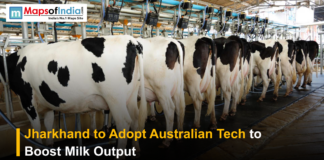 Jharkhand to Adopt Australian Tech to Boost Milk Output Dairy cows lined up in an automated milking facility, illustrating Jharkhand’s plan to adopt Australian technology to boost milk production.