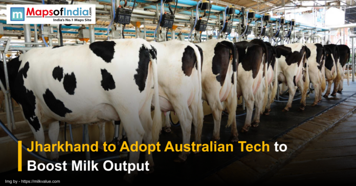 Jharkhand to Adopt Australian tech Dairy cows lined up in an automated milking facility, illustrating Jharkhand’s plan to adopt Australian technology to boost milk production.