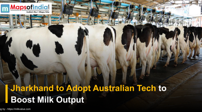 Jharkhand to Adopt Australian Tech to Boost Milk Output Dairy cows lined up in an automated milking facility, illustrating Jharkhand’s plan to adopt Australian technology to boost milk production.