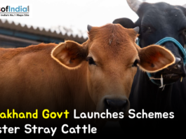 Close-up of stray cattle, including a brown cow and a black buffalo, in a rural setting with a banner reading “Uttarakhand Govt Launches Schemes to Foster Stray Cattle.”