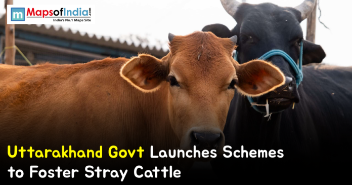 Close-up of stray cattle, including a brown cow and a black buffalo, in a rural setting with a banner reading “Uttarakhand Govt Launches Schemes to Foster Stray Cattle.”