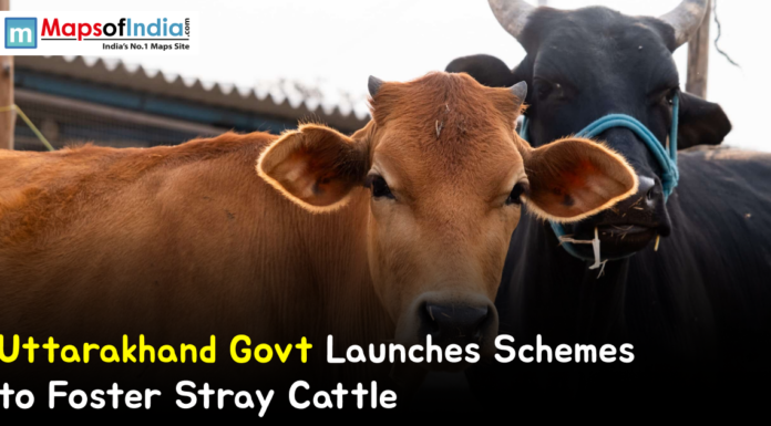 Uttarakhand Govt Launches Schemes to Foster Stray Cattle Close-up of stray cattle, including a brown cow and a black buffalo, in a rural setting with a banner reading “Uttarakhand Govt Launches Schemes to Foster Stray Cattle.”