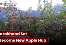 Uttarakhand Set to Become New Apple Hub Ripe red apples on trees in a Uttarakhand orchard.