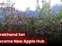 Uttarakhand Set to Become New Apple Hub Ripe red apples on trees in a Uttarakhand orchard.