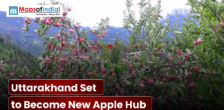 Uttarakhand Set to Become New Apple Hub Ripe red apples on trees in a Uttarakhand orchard.