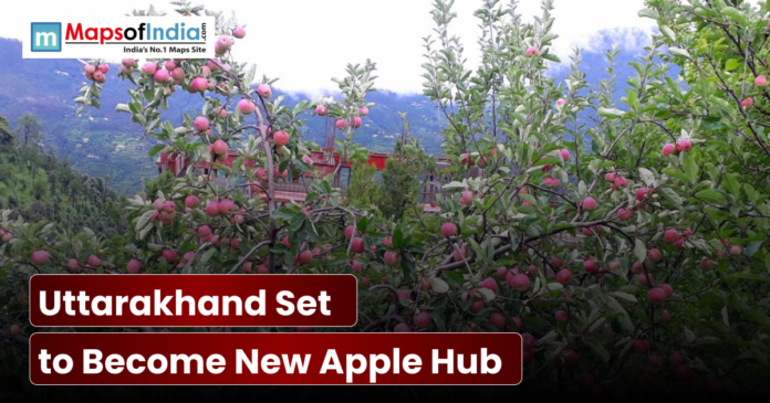 Ripe red apples on trees in a Uttarakhand orchard.
