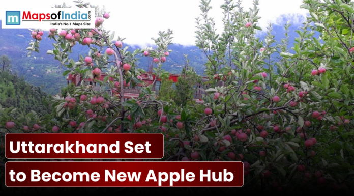 Uttarakhand Set to Become New Apple Hub Ripe red apples on trees in a Uttarakhand orchard.