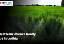 Gujarat Rain Wrecks Ready Crops in Ludhia Graphic showing a green crop field with the headline about Gujarat rain damaging ready crops in Ludhia.