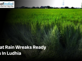 Graphic showing a green crop field with the headline about Gujarat rain damaging ready crops in Ludhia.