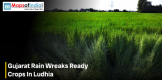 Gujarat Rain Wrecks Ready Crops in Ludhia Graphic showing a green crop field with the headline about Gujarat rain damaging ready crops in Ludhia.