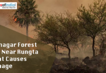 Rajnagar Forest Fire Near Rungta Plant Causes Damage Forest fire in Rajnagar near Rungta plant with trees burning and smoke spreading across the area.