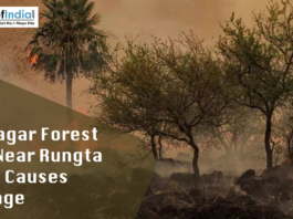 Forest fire in Rajnagar near Rungta plant with trees burning and smoke spreading across the area.