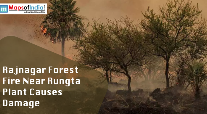 Rajnagar Forest Fire Near Rungta Plant Causes Damage Forest fire in Rajnagar near Rungta plant with trees burning and smoke spreading across the area.