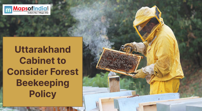 Uttarakhand Cabinet to Consider Forest Beekeeping Policy A beekeeper in protective gear inspects a honeycomb frame as Uttarakhand considers a forest beekeeping policy.