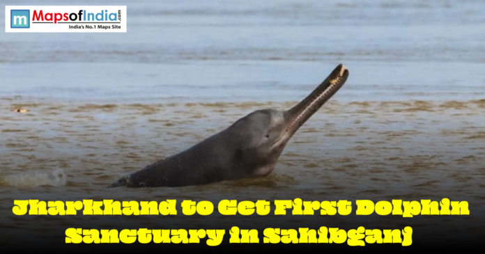 Ganges river dolphin emerging from water as Jharkhand plans first dolphin sanctuary in Sahibganj