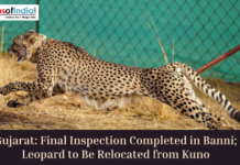 Gujarat: Final Inspection Completed in Banni; Leopard to Be Relocated from Kuno Cheetah running inside enclosure with headline about Gujarat Banni inspection and relocation from Kuno