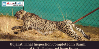 Gujarat: Final Inspection Completed in Banni; Leopard to Be Relocated from Kuno Cheetah running inside enclosure with headline about Gujarat Banni inspection and relocation from Kuno