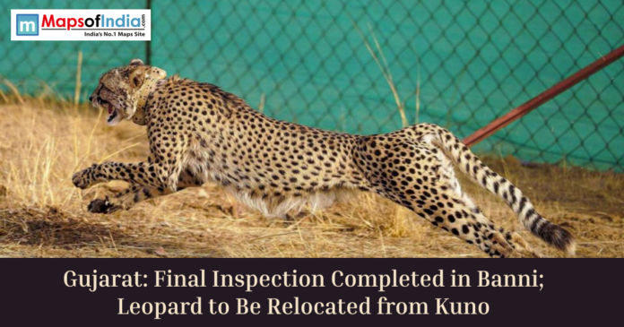 Cheetah running inside enclosure with headline about Gujarat Banni inspection and relocation from Kuno