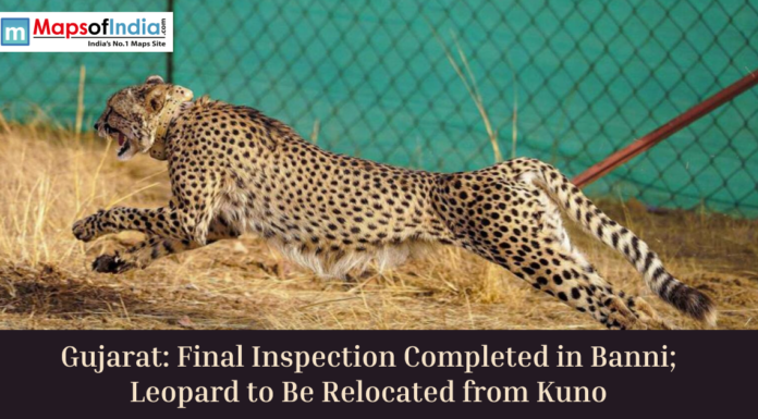 Gujarat: Final Inspection Completed in Banni; Leopard to Be Relocated from Kuno Cheetah running inside enclosure with headline about Gujarat Banni inspection and relocation from Kuno