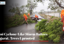 Mini Cyclone-Like Storm Batters Gujarat, Trees Uprooted NDRF personnel clearing an uprooted tree from a road in Gujarat after a storm.