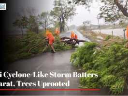 Mini Cyclone-Like Storm Batters Gujarat, Trees Uprooted NDRF personnel clearing an uprooted tree from a road in Gujarat after a storm.